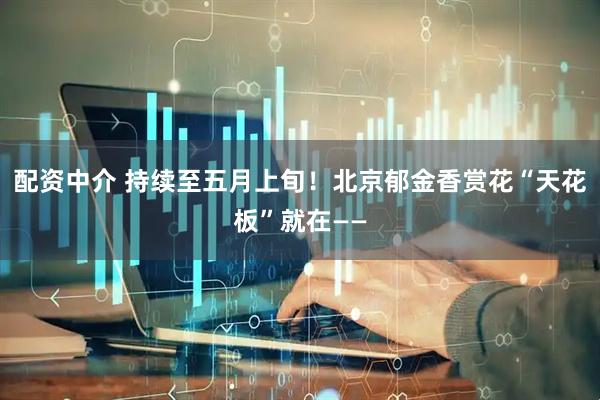 配资中介 持续至五月上旬！北京郁金香赏花“天花板”就在——